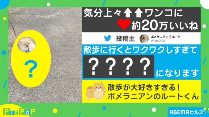 まるで踊ってる!? 愛犬が散歩中に見せる“ワクワクしすぎた行動”に20万いいねの大反響 1枚目