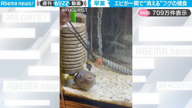 衝撃の瞬間！フグにエサをあげたら… 予想を超えたヤバすぎる“捕食シーン”が話題に 「何回も見てしまう」「想像よりも一瞬すぎたw」 1枚目