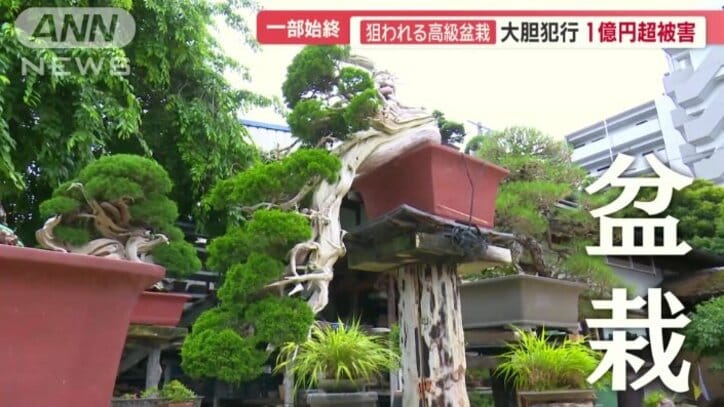 盆栽