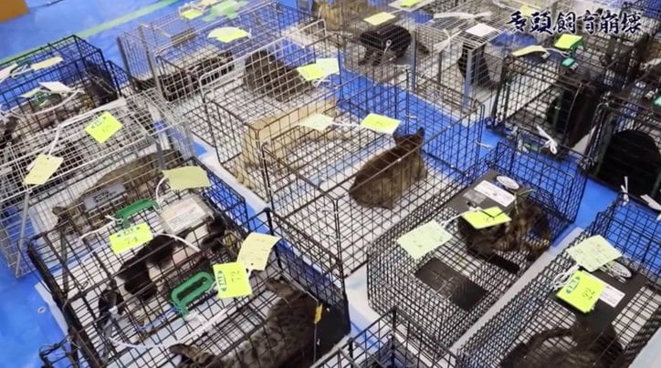 「2匹の猫が30匹に…」社会的孤立、高齢化、貧困問題が生む“多頭飼育崩壊”の現実