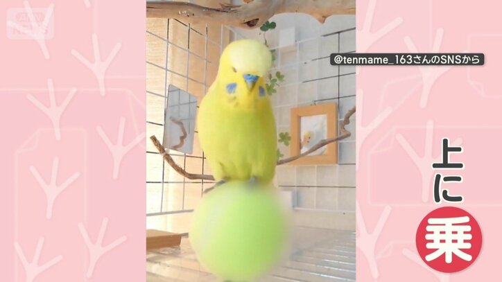 ボールに乗る