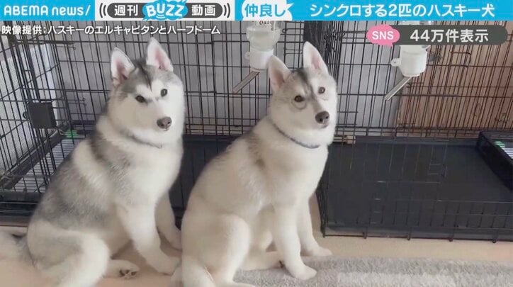 エルキャピタンちゃんとハーフドームちゃん