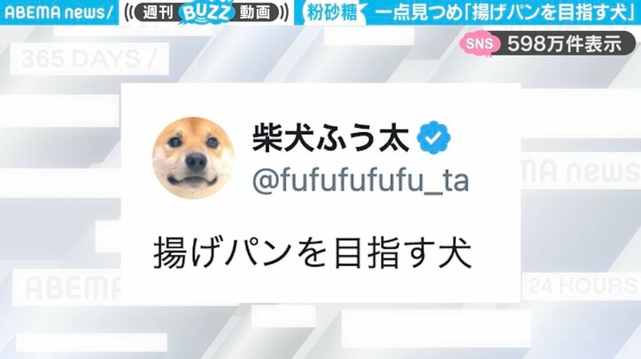 柴犬のふう太くん