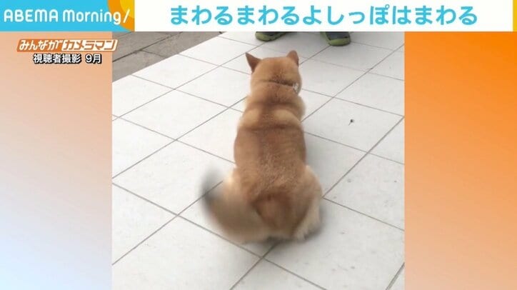 大好物のおやつを前にグルングルン！ 柴犬のしっぽが「プロペラ」「すごい回ってる」