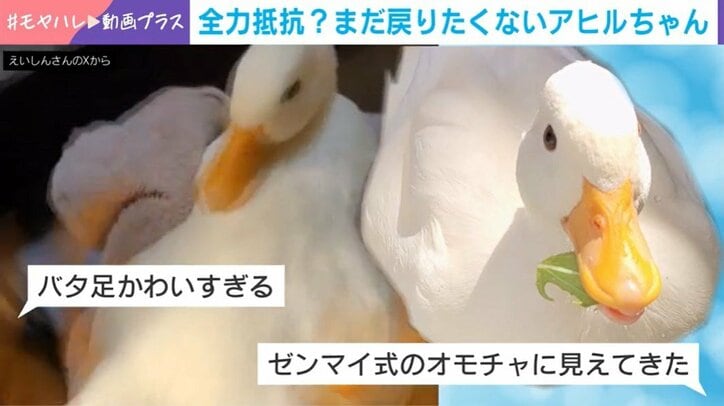 アヒルの照鞠ちゃん