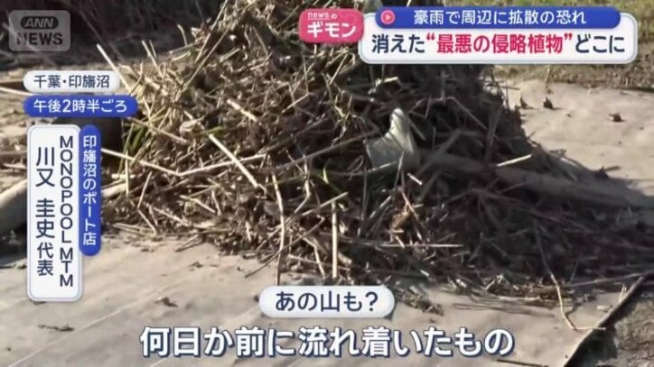 何日か前に流れ着いた水草