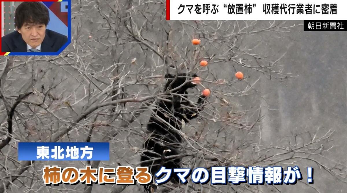 クマを呼ぶ“放置柿”問題 木の上にはクマ棚も… 収穫代行業者に依頼殺到 
