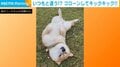 何か訴えている? 「お願いポーズ」が習慣の柴犬、突然の両足キック連発! いつもとのギャップに飼い主困惑