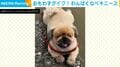 暑すぎて水たまりへダイブ!? 泥だらけになった犬が見せた“至福の表情”に爆笑の声「くつろぎ方が親方」「飼い主の心の悲鳴が聞こえますねwww」