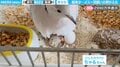 奇跡のハト!孤独なメスが産んだ卵からヒナが“ふ化”…驚きの現象に話題沸騰!「神の子かもしれん」「生命の不思議」