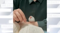 【映像】ページをめくらせてくれない文鳥