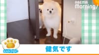【映像】ハッとした様子で部屋を出るポメラニアン