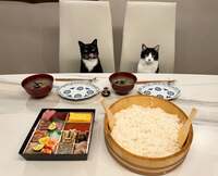 藤あや子『おうちごはん』