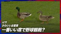 【映像】突然やってきたカモがグラウンドをとことこ歩き
