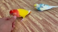 【映像】ちょっかい出されたインコがブチギレる瞬間