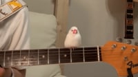 【映像】文鳥をとろけさせたままギターを弾く様子