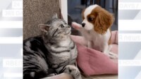 【映像】“お顔ペチペチ”子犬と猫のじゃれ合い 