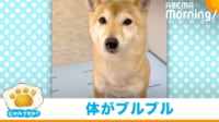 【映像】全身をブルブル震わせる柴犬の姿