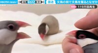 飼い主に激怒！ 嫉妬した文鳥の“ブチギレ”具合が「秀逸」「感情むき出し」と話題