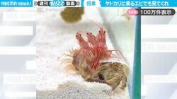 「宿貸しやん」砂を掘る"ヤドカリ"に搭乗する"3匹のエビ"…シュールな光景に「ルンバに乗る猫みたいな感覚で乗ってた」など反響
