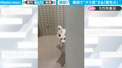 ちゃんとついてきてる？ 飼い主の確認を怠らないわんこ、後方を“チラ見”する姿がかわいすぎて大反響