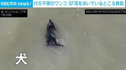 数週間前から行方不明の小犬…米・サンフランシスコ湾で消防隊エアボートに救助の瞬間