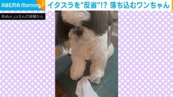 イタズラがばれて猛反省…露骨に落ち込むシーズー犬の姿に飼い主爆笑