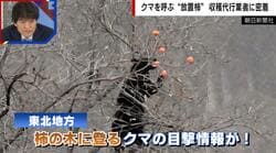 クマを呼ぶ“放置柿”問題 木の上にはクマ棚も… 収穫代行業者に依頼殺到「収穫費用は無料」「柿の加工品を販売」