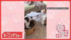 態度豹変だニャン　布をかぶると姉に猫パンチ！気が大きくなるネコちゃん　ニャンで？