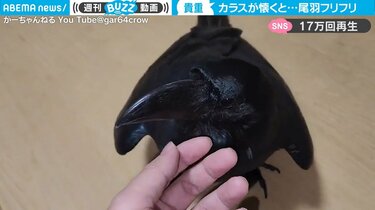 保護カラスの子ども 飼い主に懐いて帰宅時の珍リアクションにほっこり 「お風呂」連呼で水浴びのおねだりも
