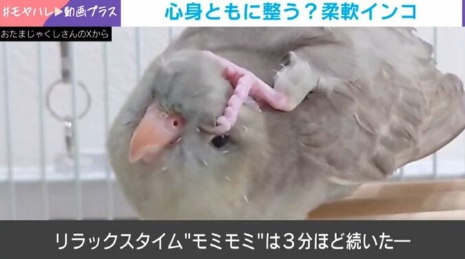 インコの“軟体ポーズ”