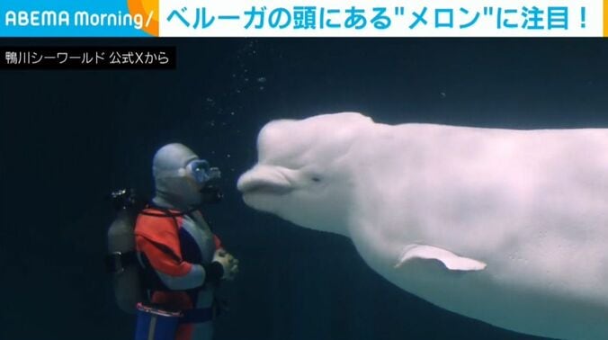 ベルーガ
