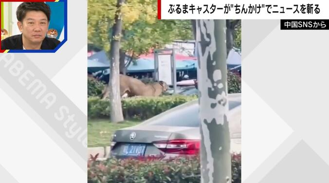 ライオンが街を走り回る様子