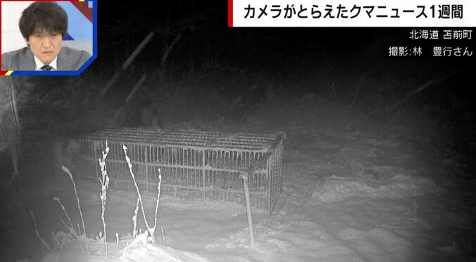 巨大クマが箱ワナをなぎ倒す様子