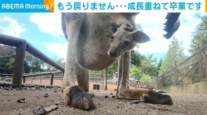 夏に生まれた動物の赤ちゃん、すくすく成長 一人前になったら“卒業”へ 3枚目