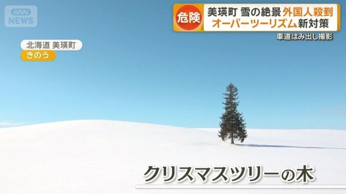 クリスマスツリーの木