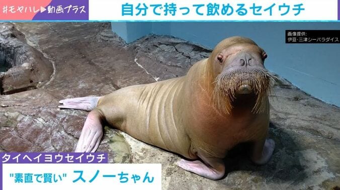タイヘイヨウセイウチのスノーちゃん