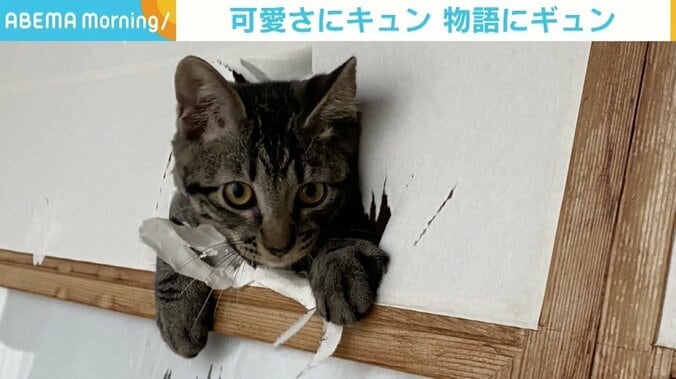 障子を突き破る子猫に飼い主「仕方がないよね？」 怒るよりもうれしいケガからの回復 1枚目