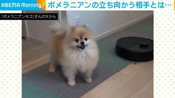 ポメラニアンのモコくん