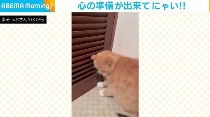 猫のさつま君（10歳）