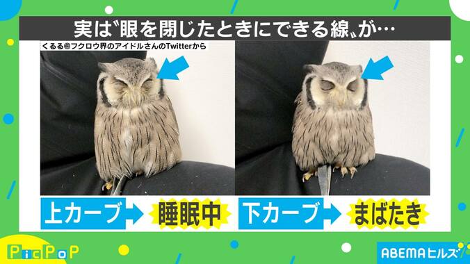 「どっちもかわいい」“睡眠中”と“まばたき”は違う？ フクロウの比較画像に相次ぐ反響 2枚目