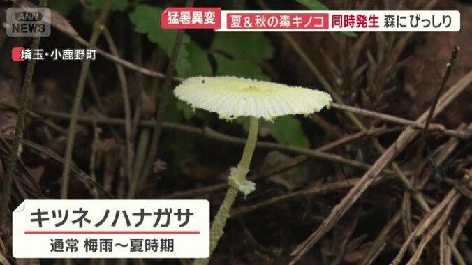 キツネノハナガサ