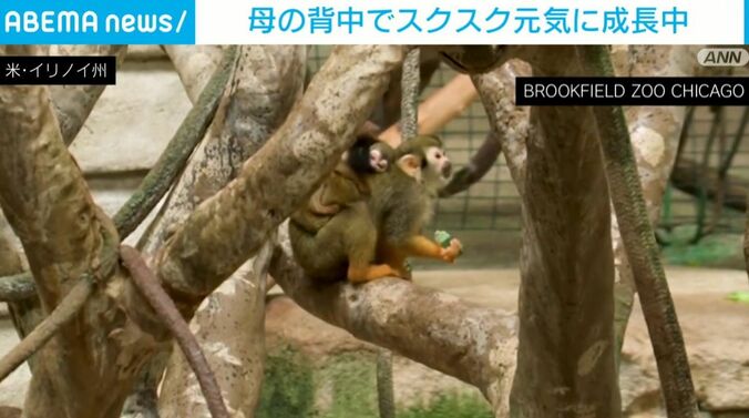 リスザルの親子