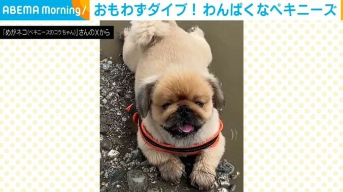 ペキニーズのコウちゃん
