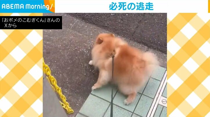 必死に抵抗するこむぎくん