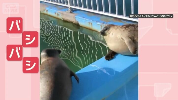 お互いのおなかをバシバシ！