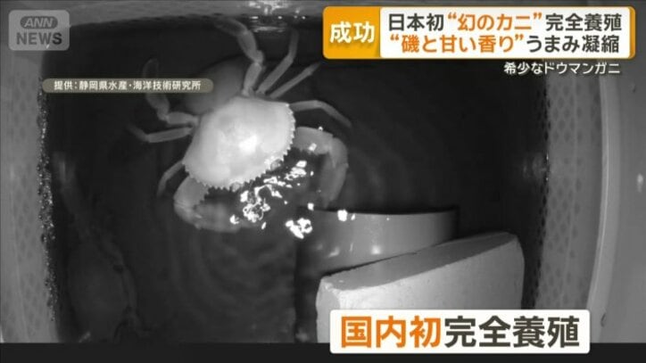 国内初の完全養殖に成功