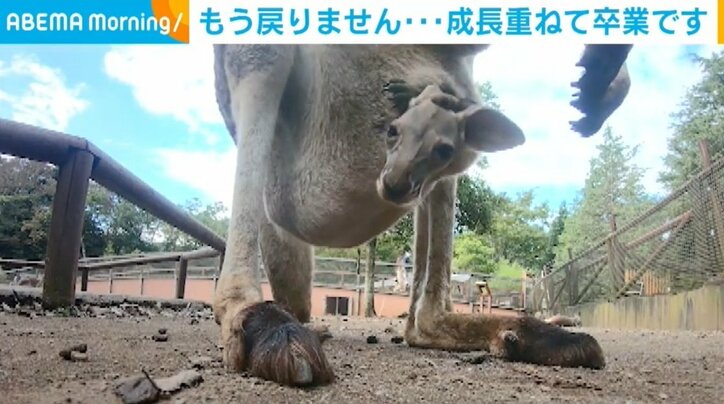 夏に生まれた動物の赤ちゃん、すくすく成長 一人前になったら“卒業”へ