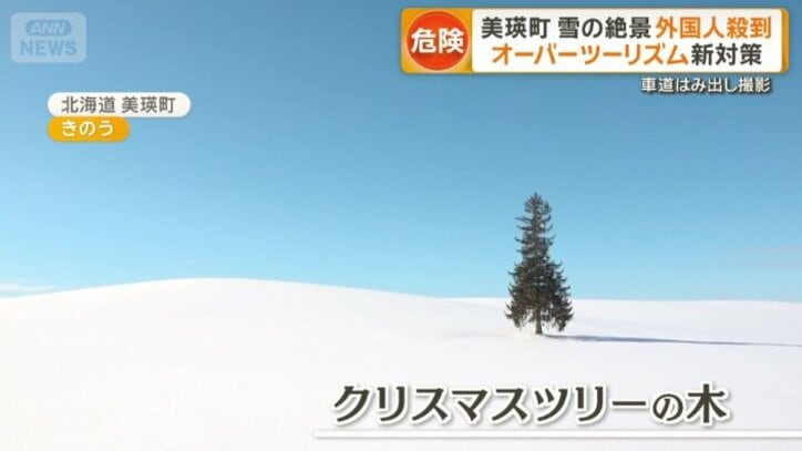 クリスマスツリーの木