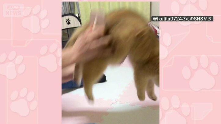 おしりスイッチ発動？大ジャンプ！